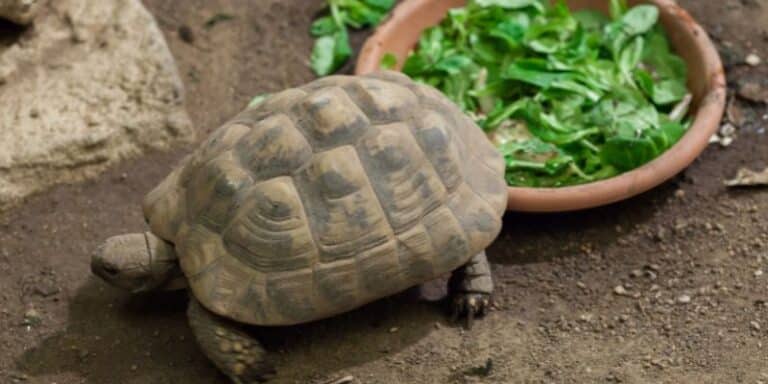 Hermann S Tortoise Size By Age And Growth Rate