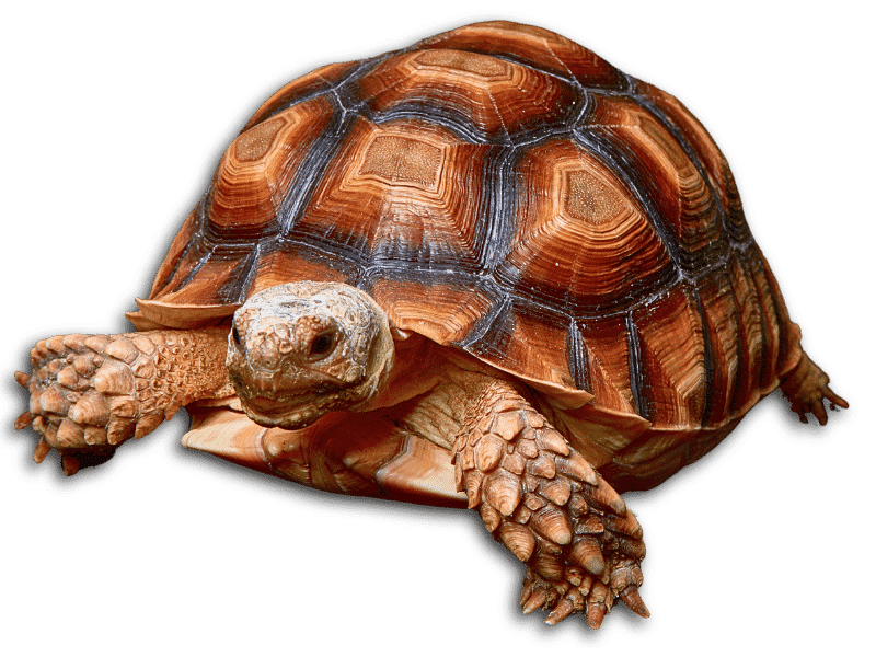 Tortoise Main