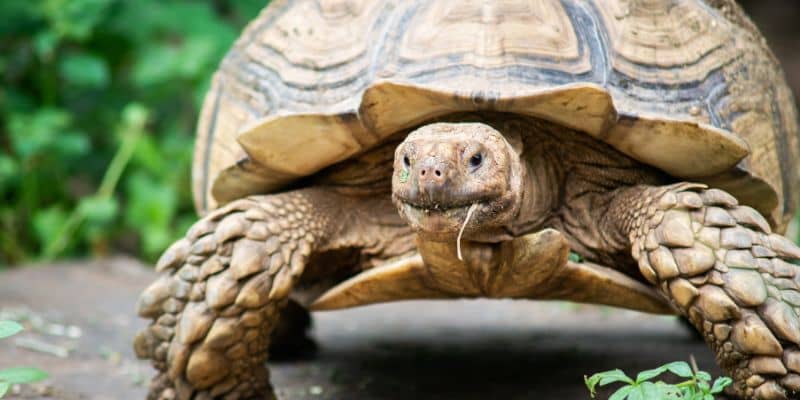 African Spurred Tortoise