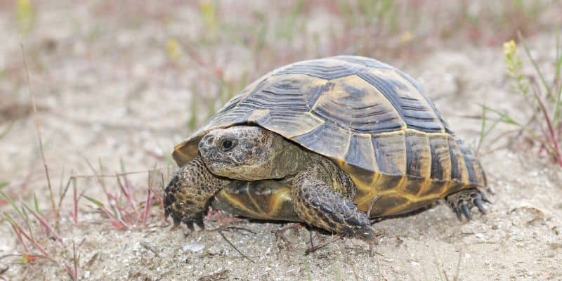 18 Different Tortoise Species Identification Guide