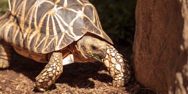 Burmese Star Tortoise 