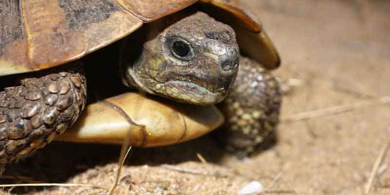 Tortoise Species Identification: How to Know Exactly What You Have (And Why It Matters) 11 Eastern Hermanns Tortoise