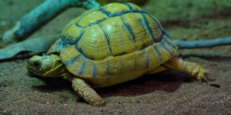 Egyptian Tortoise or Kleinmann Tortoise