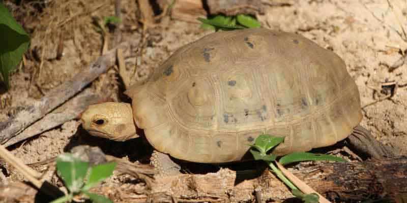 Tortoise Species Identification: How to Know Exactly What You Have (And Why It Matters) 6 Elongated Tortoise