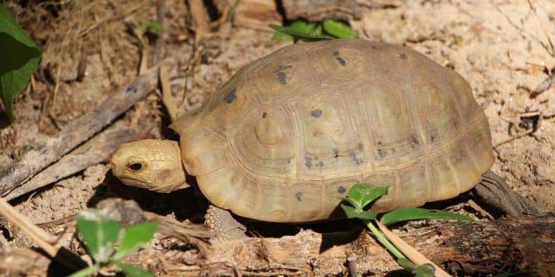 Elongated Tortoise