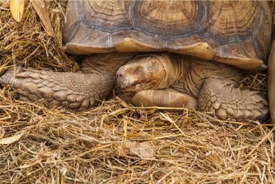 tortoise hibernation