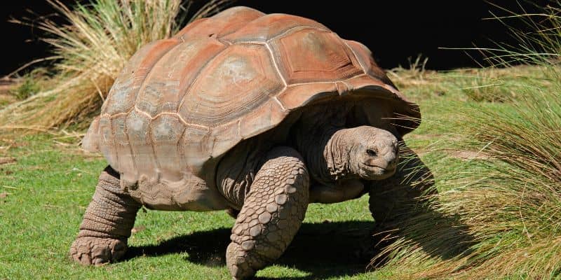 Galápagos Tortoise