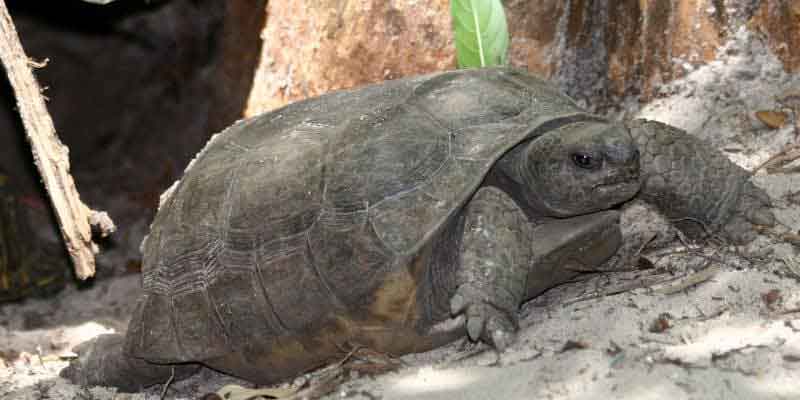 Tortoise Species Identification: How to Know Exactly What You Have (And Why It Matters) 15 Gopher Tortoise