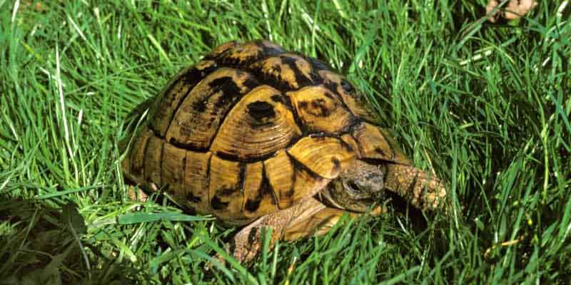 Tortoise Species Identification: How to Know Exactly What You Have (And Why It Matters) 1 Greek Tortoise