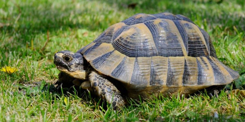 Greek Tortoise