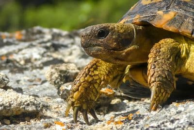 Hermann’s Tortoise Care A Comprehensive Guide