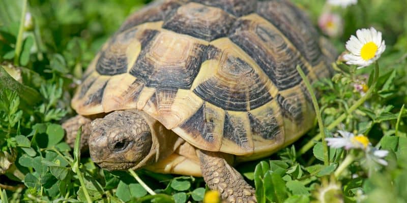 Hermann’s Tortoise (Testudo hermanni)