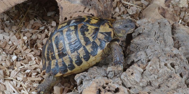 Hermann's Tortoise near Enclosure