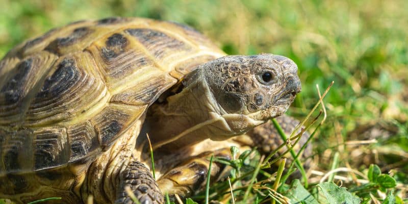 Horsfield's Tortoise (Russian Tortoise)