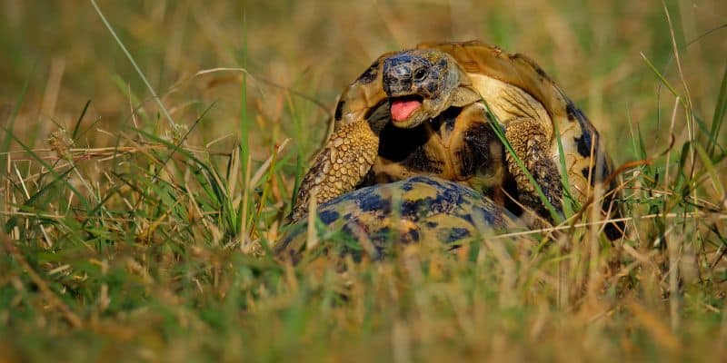 Tortoises Mating