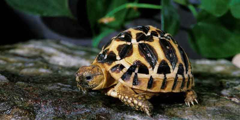 Tortoise Species Identification: How to Know Exactly What You Have (And Why It Matters) 7 Indian Star Tortoise