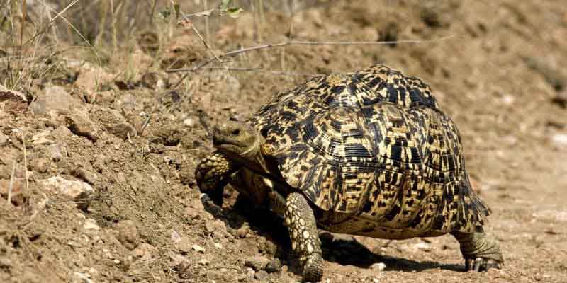 Tortoise Species Identification: How to Know Exactly What You Have (And Why It Matters) 4 Leopard Tortoise