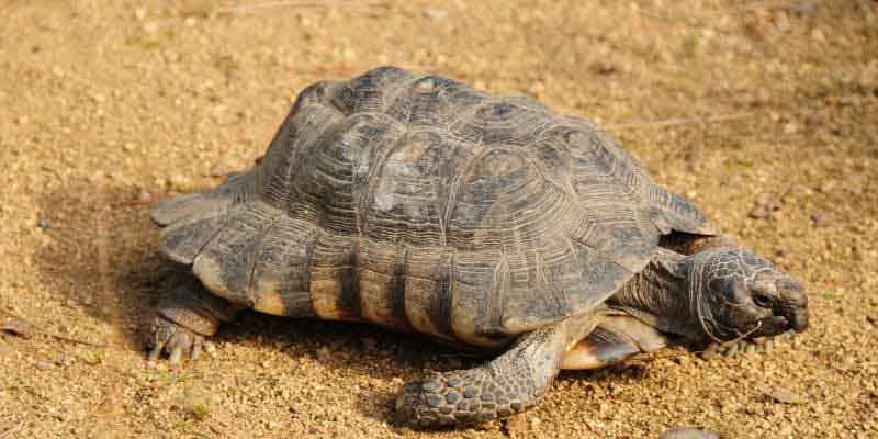 Tortoise Species Identification: How to Know Exactly What You Have (And Why It Matters) 8 Marginated Tortoise