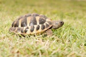 Marginated Tortoise Care