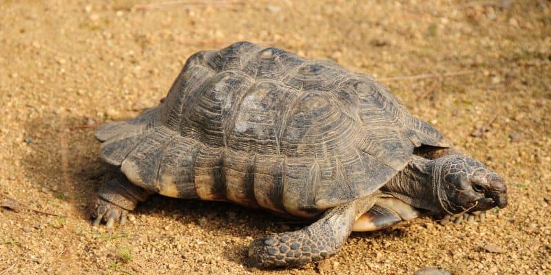 Marginated Tortoise