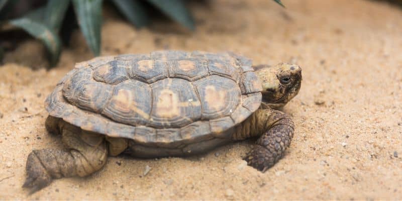 Pancake Tortoise