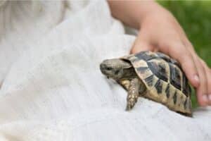 Pet Tortoise Breeds