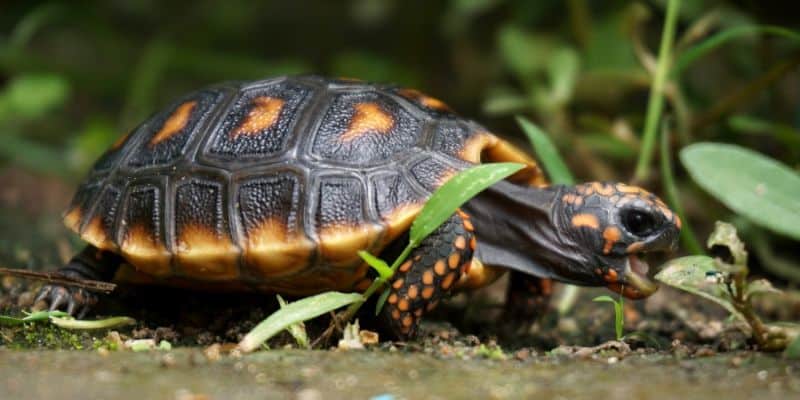 Red-Footed Tortoise