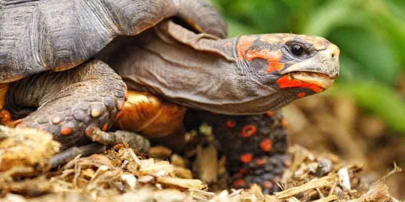 Tortoise Species Identification: How to Know Exactly What You Have (And Why It Matters) 3 Red Footed Tortoise
