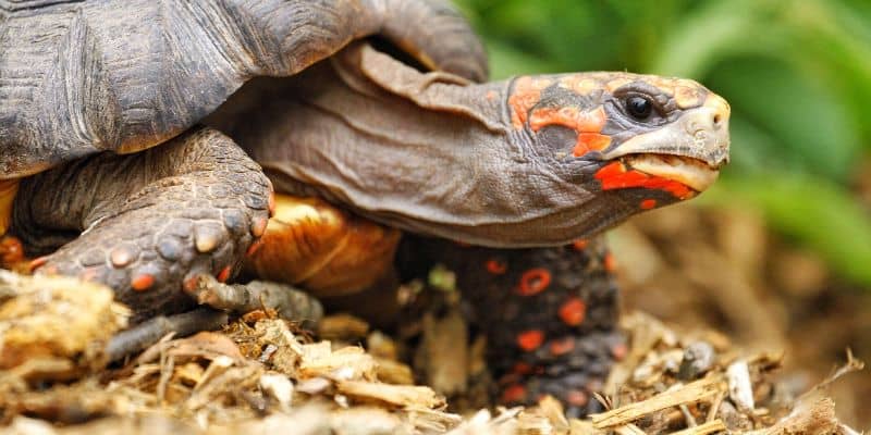 Red-Footed Tortoise