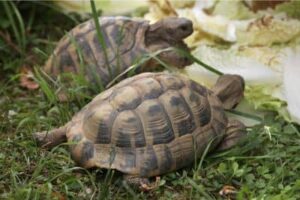 Russian Tortoise Care Guide