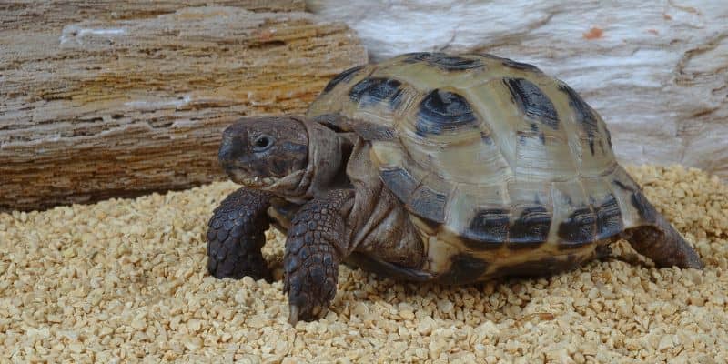 Russian Tortoise