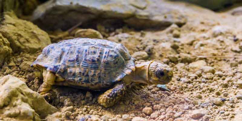 Tortoise Species Identification: How to Know Exactly What You Have (And Why It Matters) 16 Speckled Padloper Tortoise