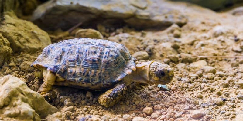 Speckled Padloper Tortoise