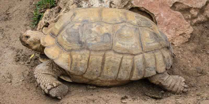 Tortoise Species Identification: How to Know Exactly What You Have (And Why It Matters) 10 Sulcata or African Spurred Tortoise