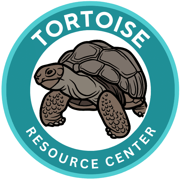 Do Tortoises Make Good Pets? Exploring the Pros and Cons