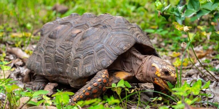 Tortoise vs Turtle: Understanding the Differences and Similarities