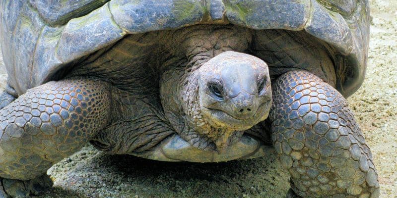 Giant Tortoise