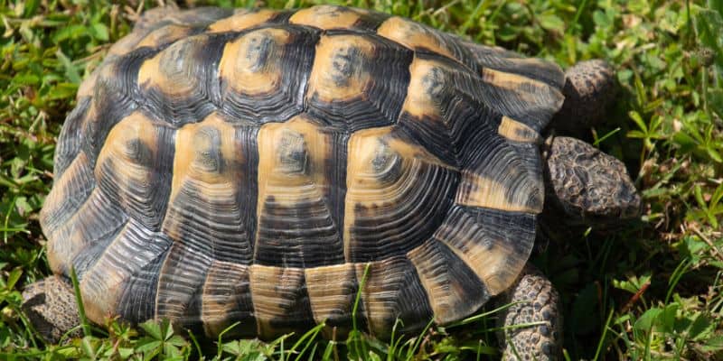 Western Hermann's Tortoise