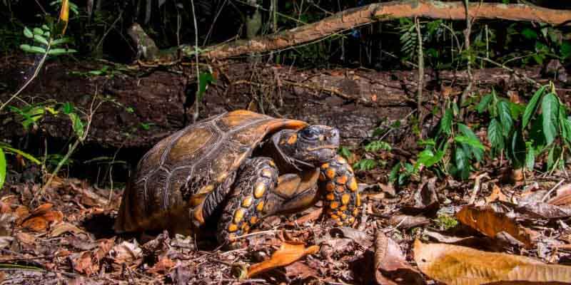 Tortoise Species Identification: How to Know Exactly What You Have (And Why It Matters) 9 Yellow Footed Tortoise-