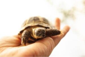 best pet tortoise for beginners