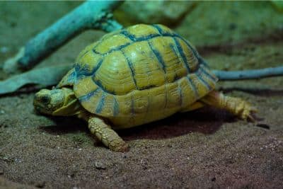 egyptian tortoise care