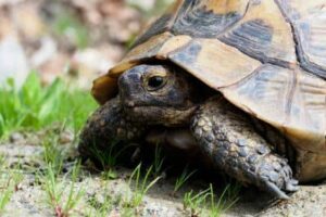 greek tortoise care