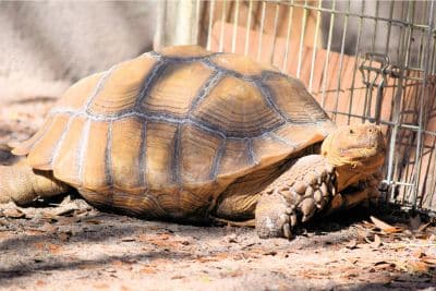 Creating the Ideal habitat for sulcata tortoises