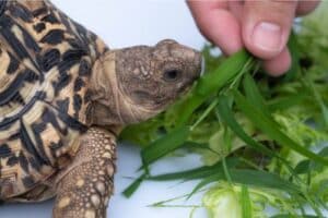 are tortoises good pets?