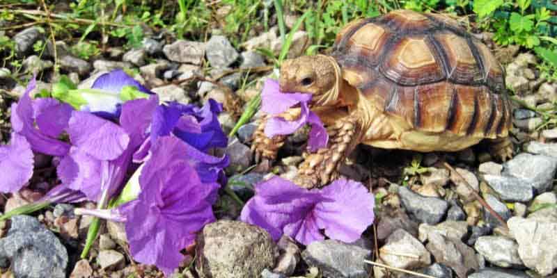 This sulcata tortoise food list will walk you through exactly what they should eat, what foods cause problems & how to create a feeding routine.