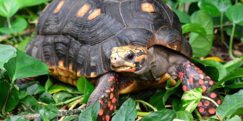 Forest Tortoises