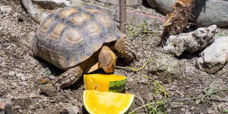 This sulcata tortoise food list will walk you through exactly what they should eat, what foods cause problems & how to create a feeding routine.