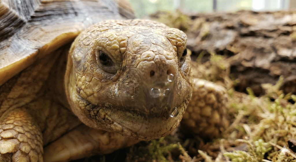 Learn how to identify and treat tortoise respiratory infection at home. Includes symptoms to watch for, immediate care steps and more.