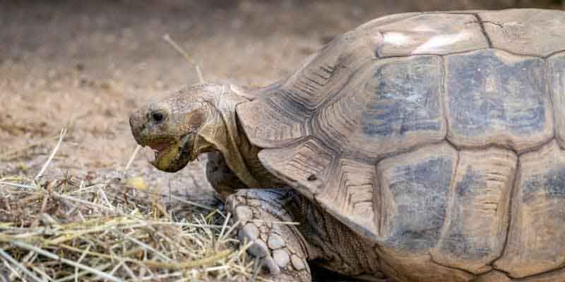 This sulcata tortoise food list will walk you through exactly what they should eat, what foods cause problems & how to create a feeding routine.