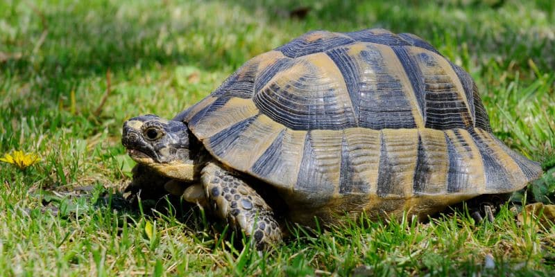 Greek Tortoise